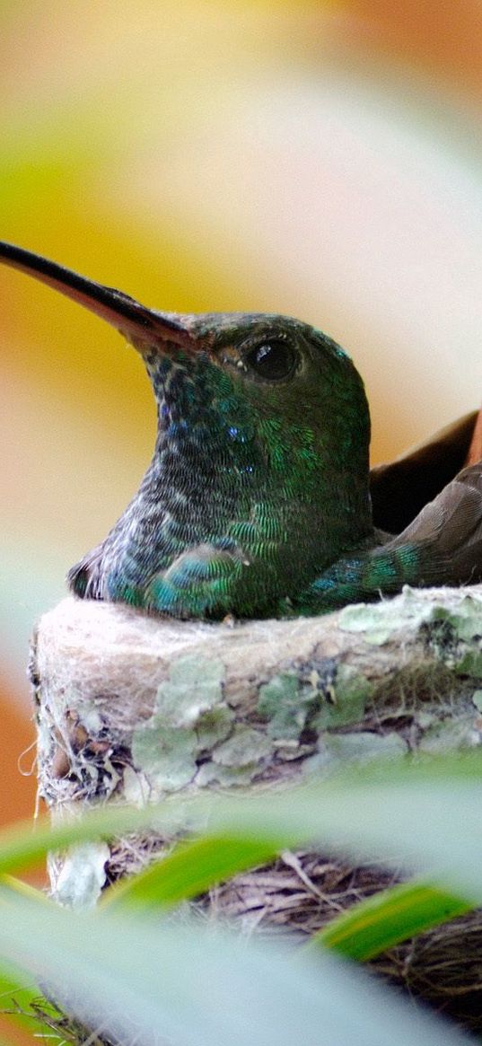 nest, hummingbird, bird