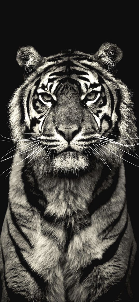 tiger, animals, nature, black and white