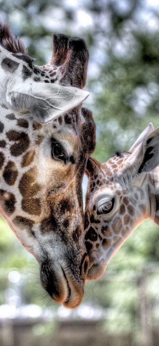 cub, giraffe, baby, mother, tenderness, hdr