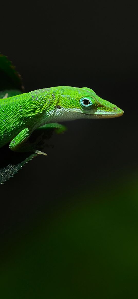 green, foliage, dark, lizard