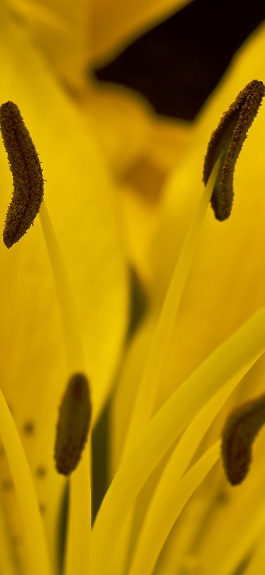 lily, flower, pollen, macro, yellow