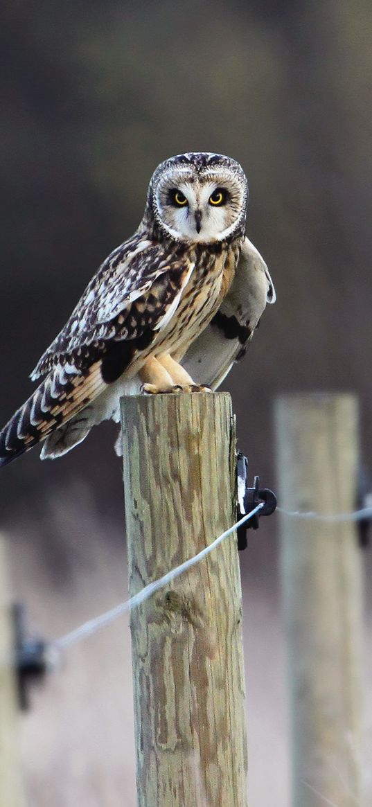 fence, field, bird, owl