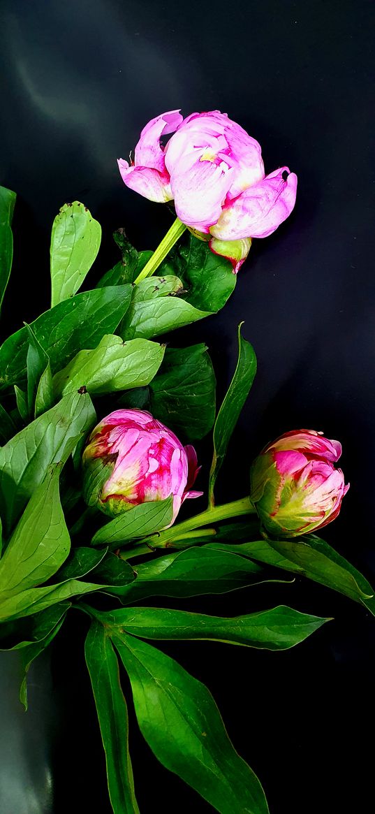 peony, flowers, pink, greenery