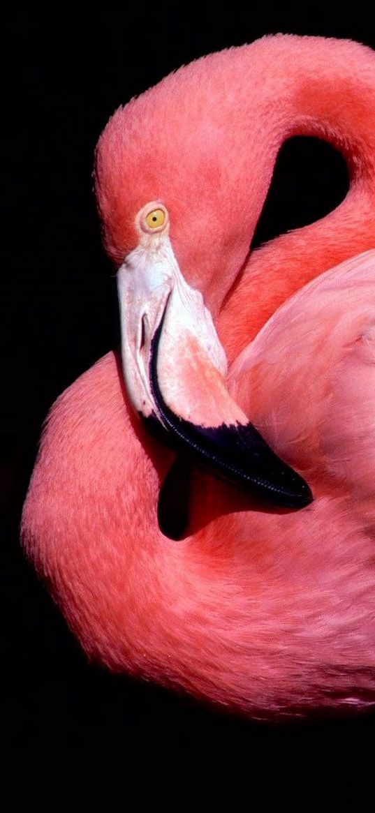 eak, bird, pink, flamingos, black background