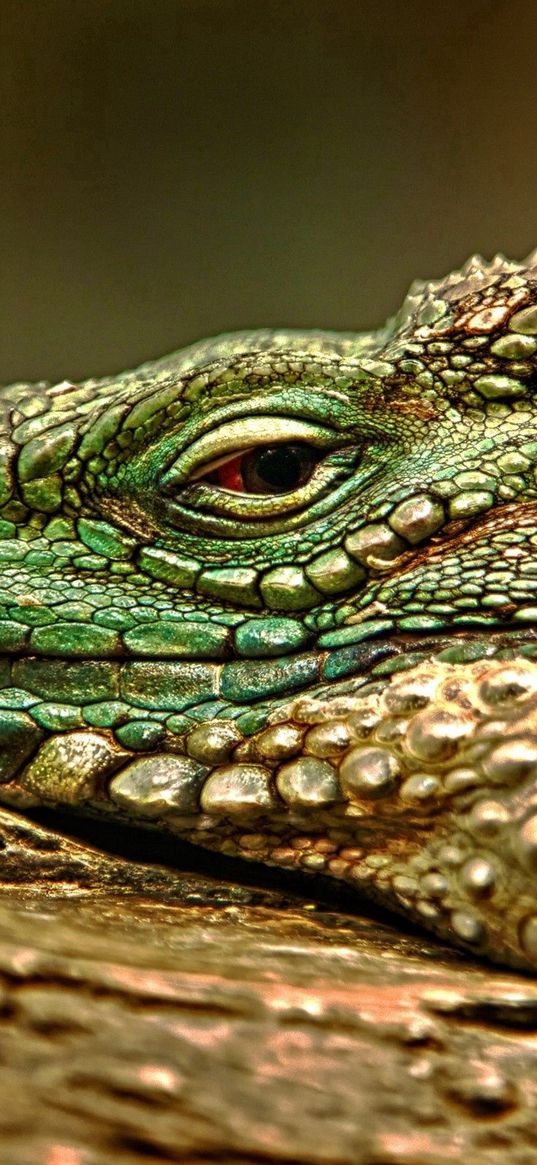 iguana, reptile, snout, dangerous