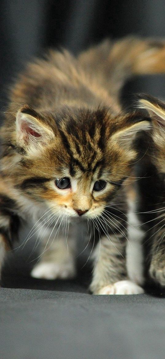 kittens, couple, baby, photo shoot