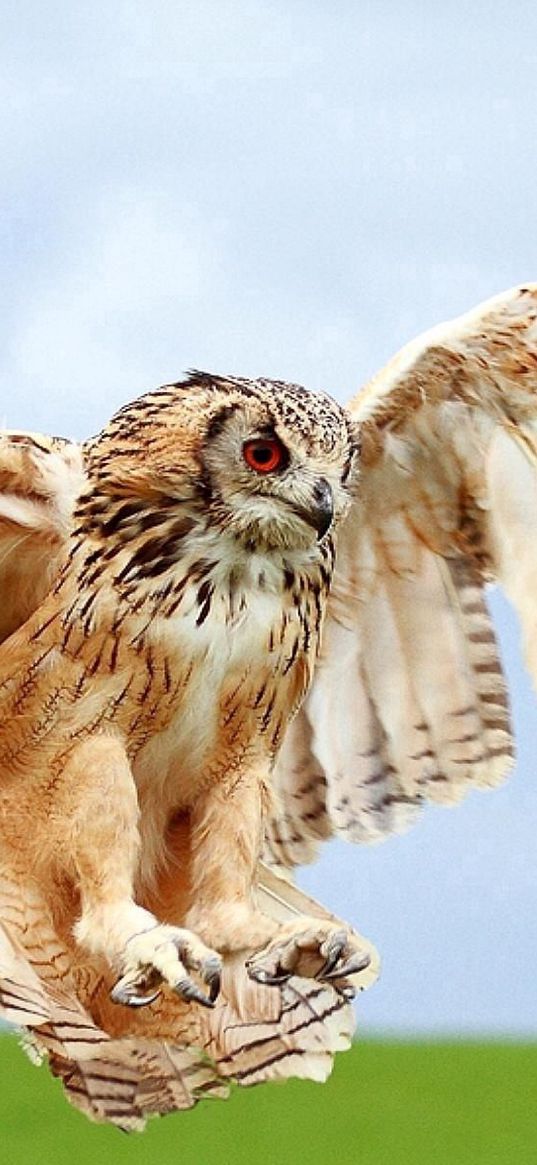 owl, wings, landing, bird, blur