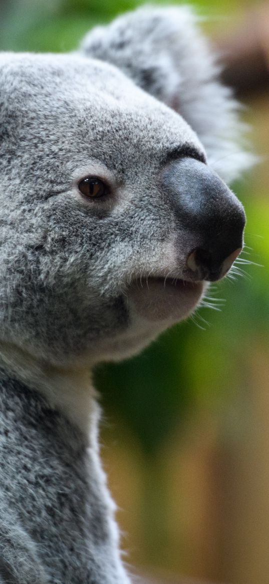 koala, nose, animal, wildlife