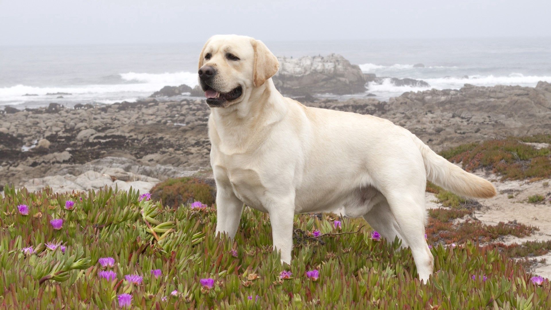 labrador, retriever, dog, grass, flowers, walk