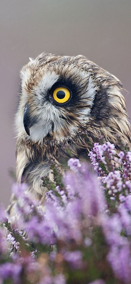 owl, lavender, profile, bird, flowers