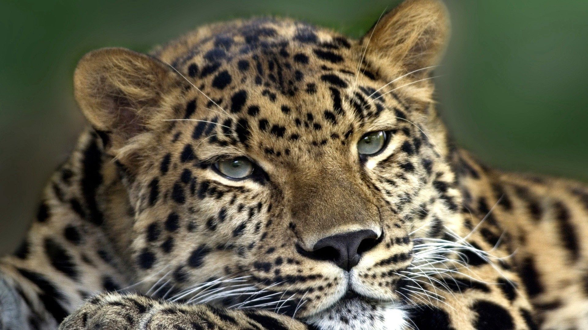 leopard, face, look, tired, spotty