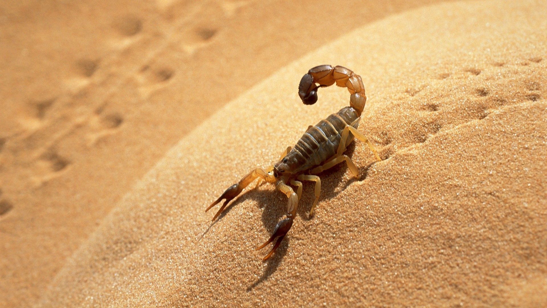 sand, scorpion, traces, shadow