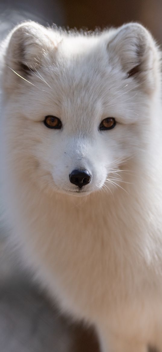 arctic fox, muzzle, wildlife, animal, white