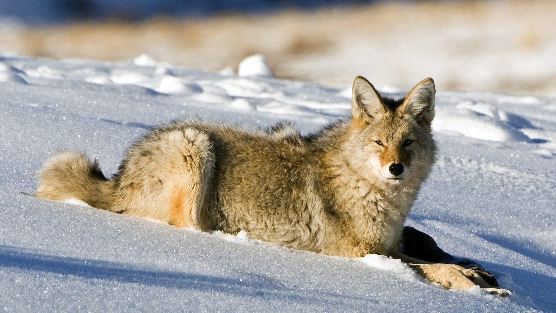 fox, snow, light, hunting