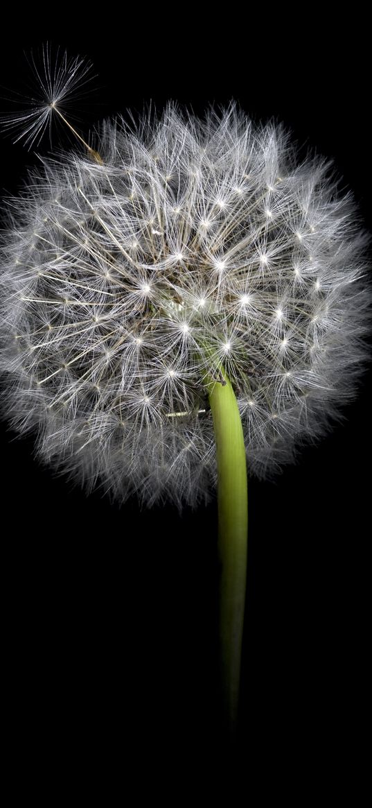 dandelion, fluff, darkness, macro