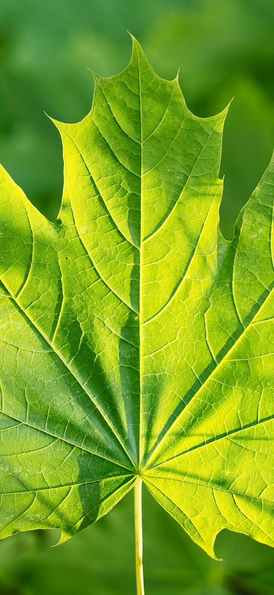 maple, leaf, sunshine, macro, green