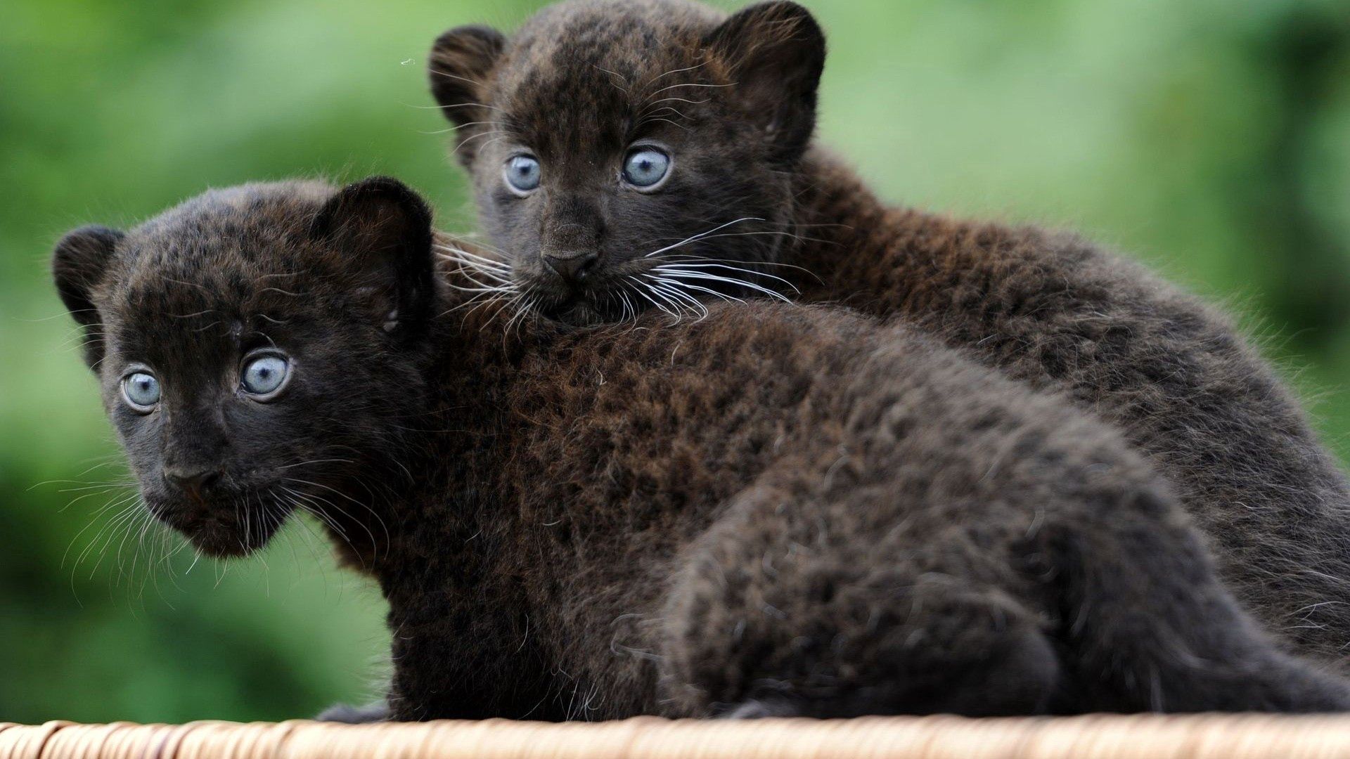 panther, cubs, black, couple, fear