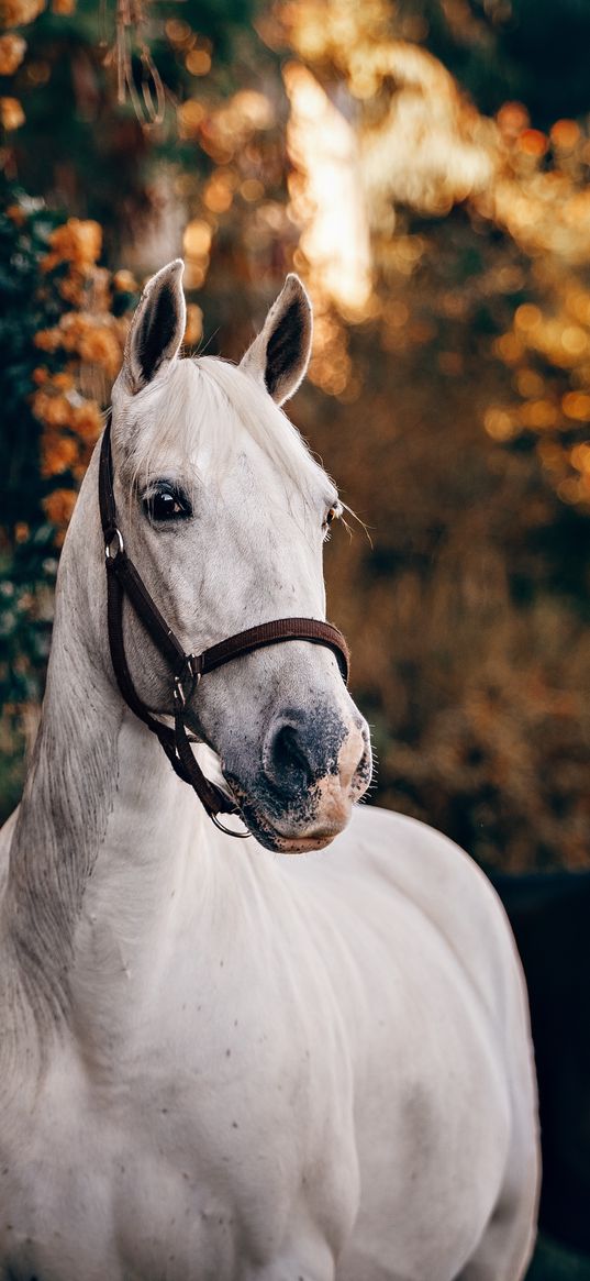 horse, garden, animal, nature