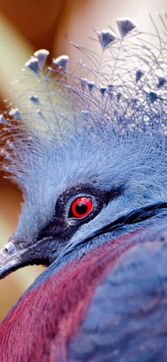 peacock, head, beautiful, bird