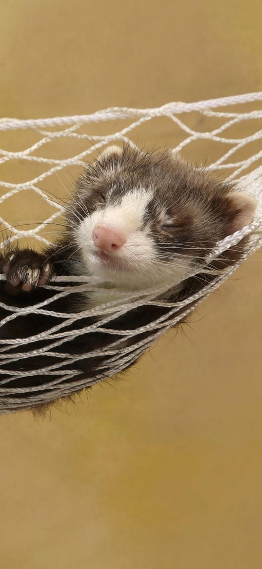 ferret, hammock, sleeping, small animal, rest