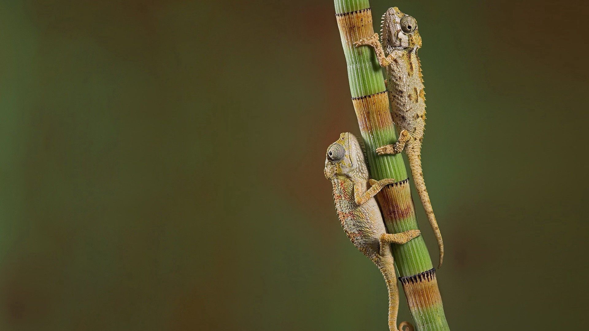 chameleons, crawling, couple, branch