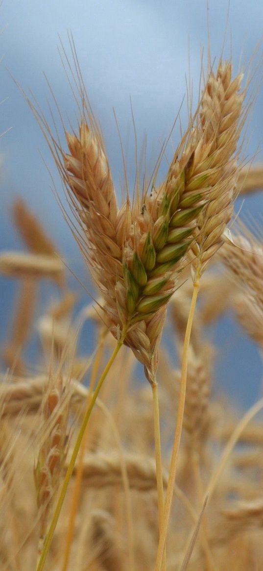 ears of corn, field, wind, ripe