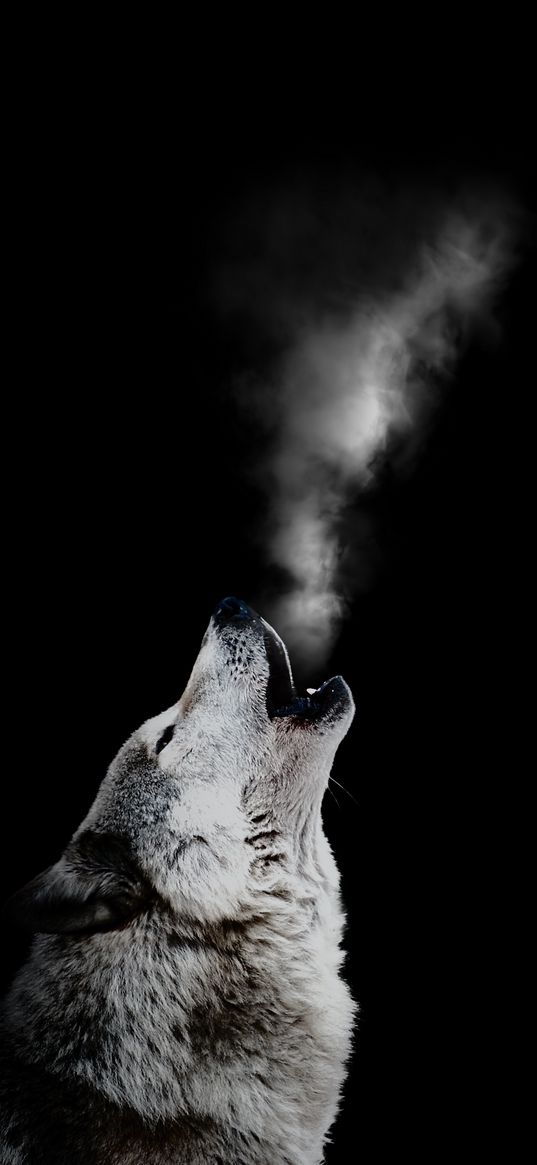 wolf, animal, howl, steam, smoke, black background