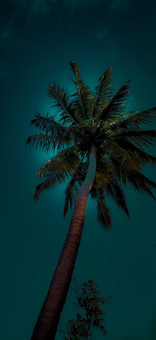 palm, tree, sky, turquoise, dark, light