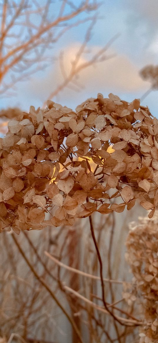 hydrangea, flower, dried flower, nature