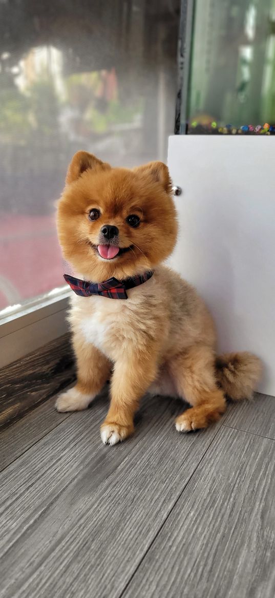 pomeranian, dog, animal, bow tie