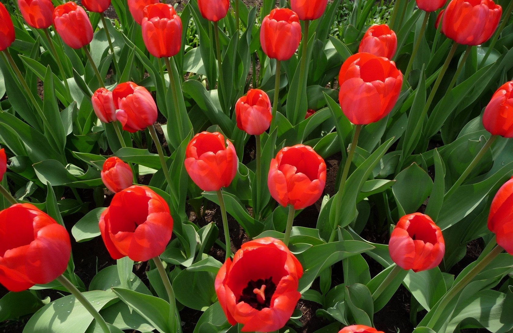 tulips, flowers, flowerbed, spring