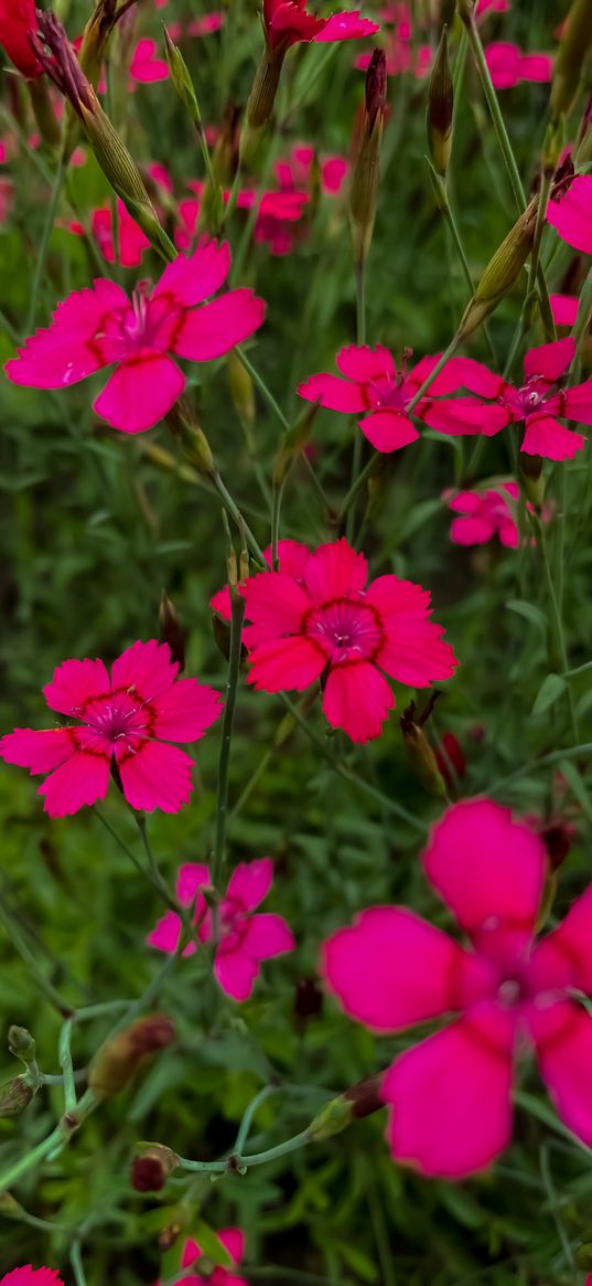 flower, pink, nature, greenery