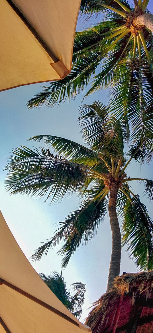 palm trees, sky, umbrellas, bungalows