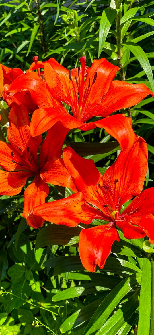 lily, flowers, orange, garden