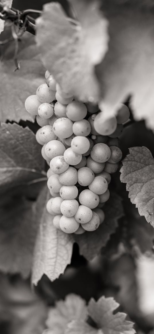 grapes, fruits, leaves, black and white