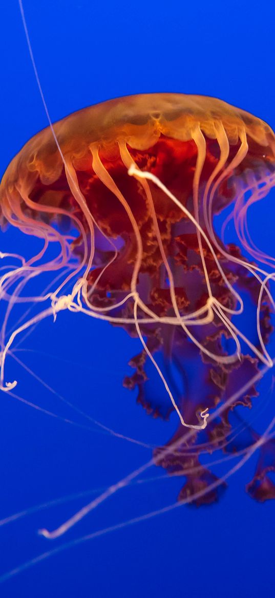 jellyfish, tentacles, underwater, blue