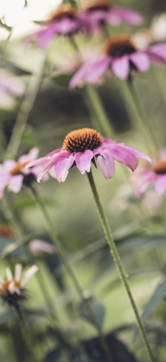 echinacea, flower, petals, pink