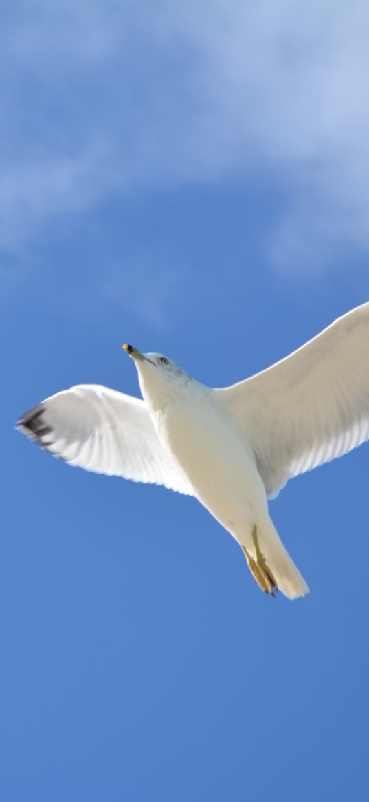 seagull, flight, sky, bird