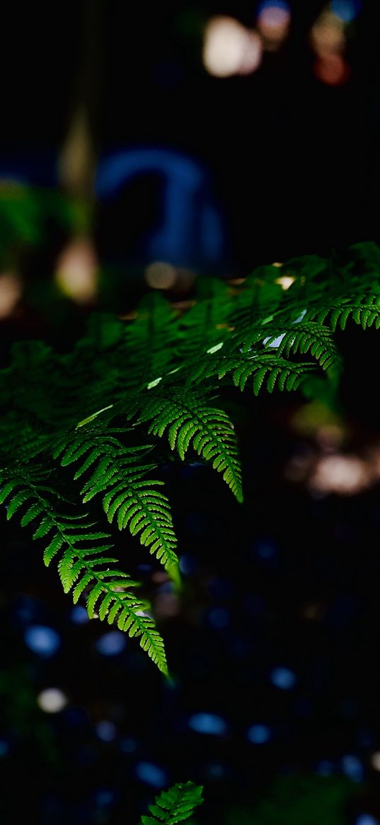 fern, leaf, dark, green, blur