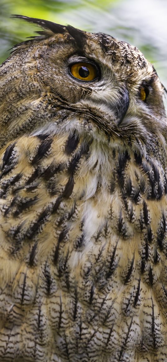 eagle-owl, bird, wildlife