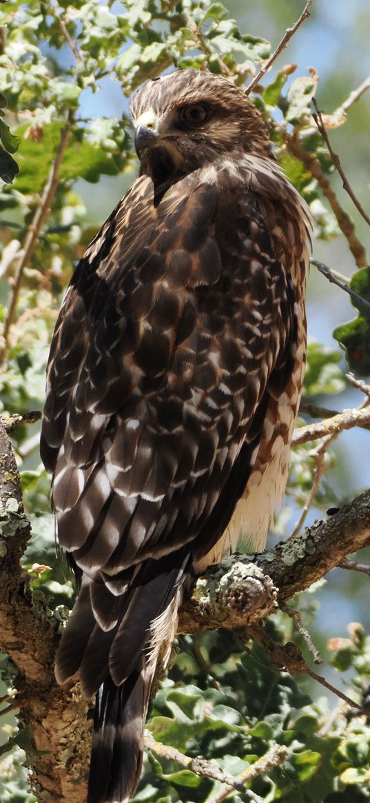 hawk, bird, tree, flowers, branches