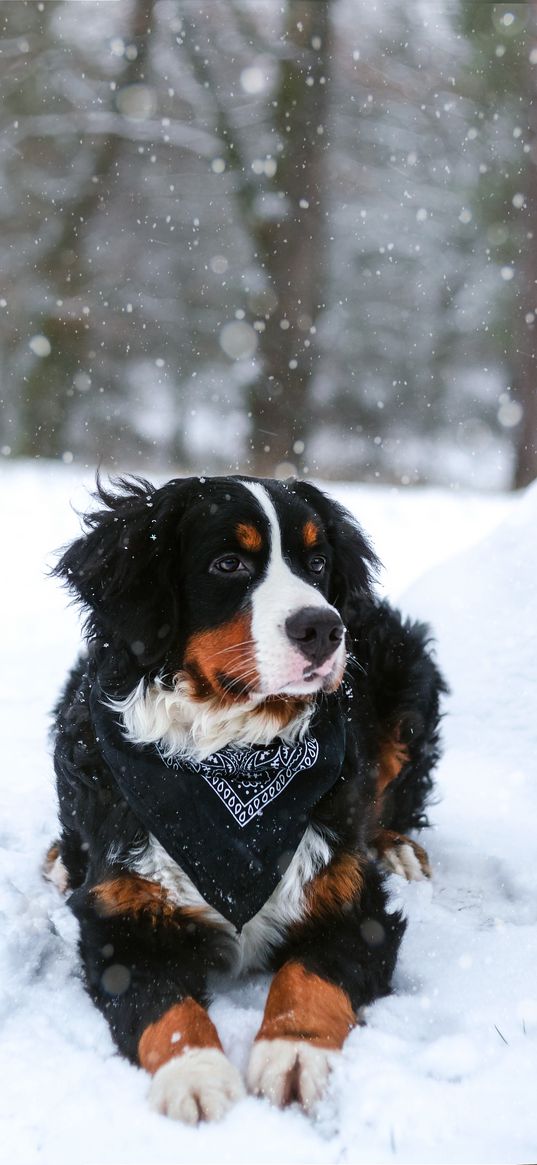 black dog, america, snow