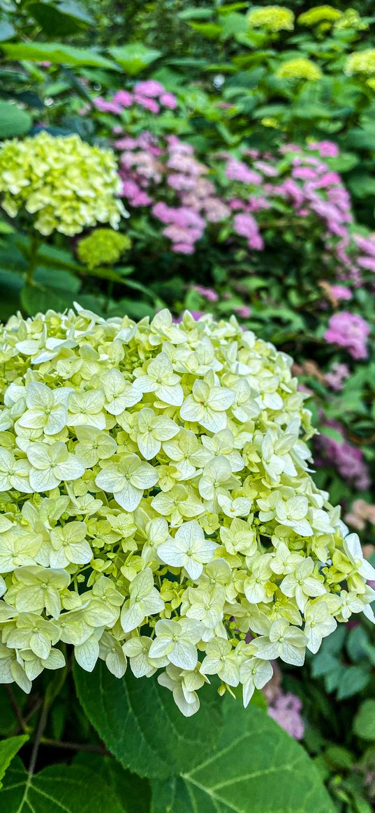 hydrangea, plant, nature