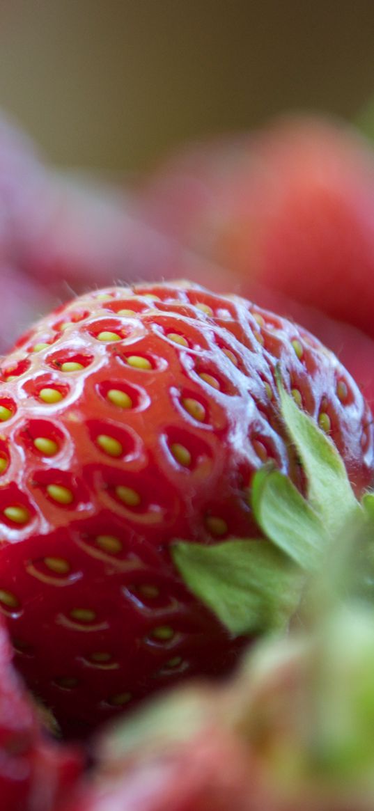 berries, strawberries, leaves, macro