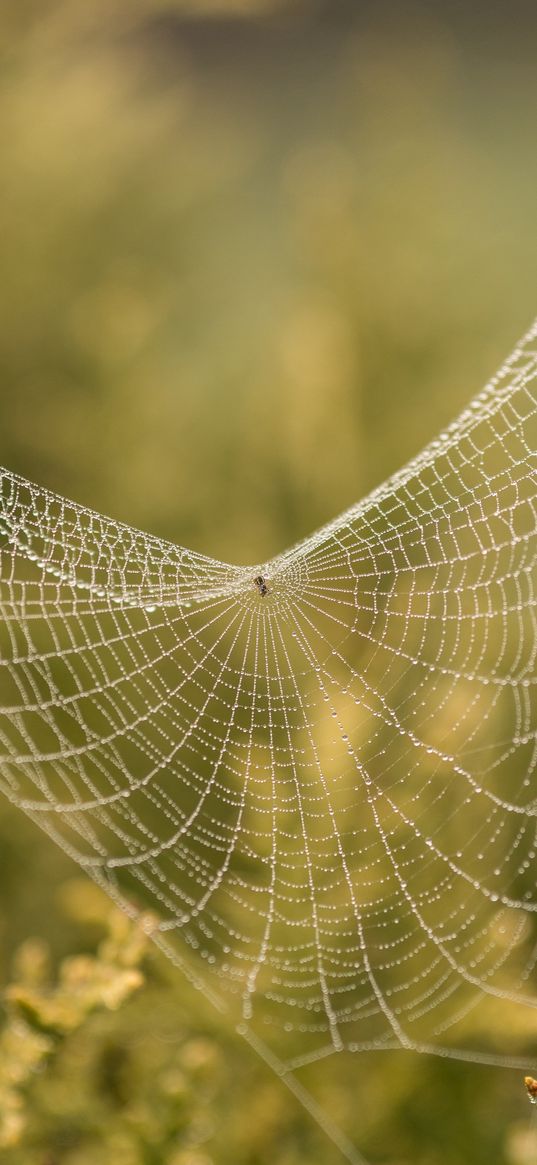 cobweb, branches, blur, macro