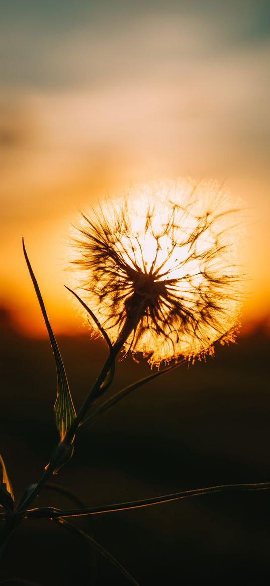 dandelion, sunset, field