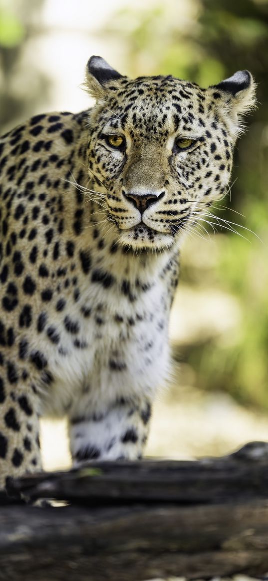 leopard, big cat, predator, wildlife, blur