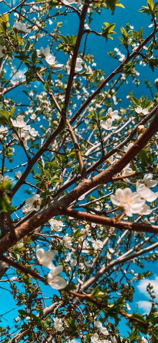 cherry, flower, branches, tree, spring, blue sky, clouds, nature