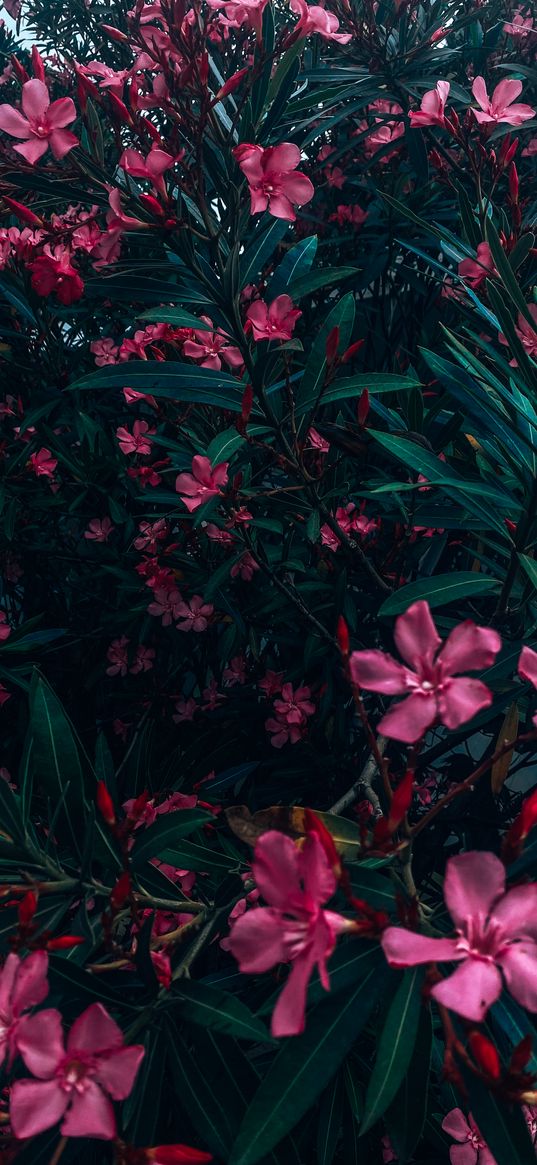 oleander, flowers, bush, pink, plant, nature