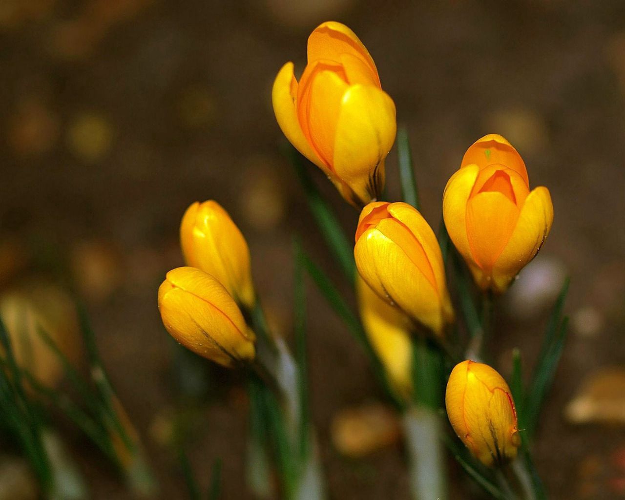 crocuses, flowers, primroses, spring, yellow